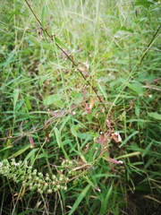 Lysimachia pentapetala
