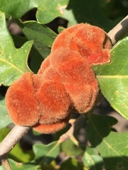 Disholcaspis spongiosa