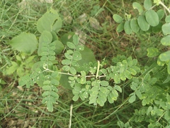 Indigofera bungeana