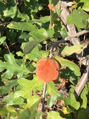 Disholcaspis spongiosa