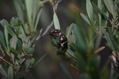 Choerocoris grossi