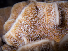 Pavona frondifera image