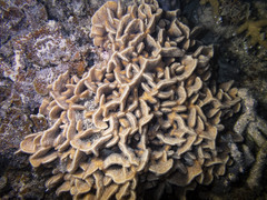 Pavona frondifera