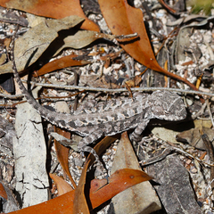 Bight Heath Dragon photo 3