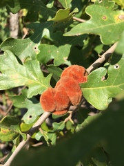 Disholcaspis spongiosa