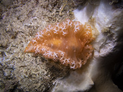 Tritoniopsis elegans