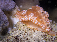 Tritoniopsis elegans