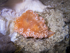 Tritoniopsis elegans