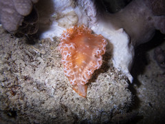 Tritoniopsis elegans