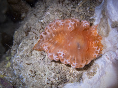 Tritoniopsis elegans