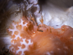 Tritoniopsis elegans