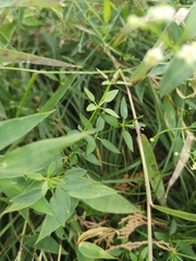 Rubia cordifolia
