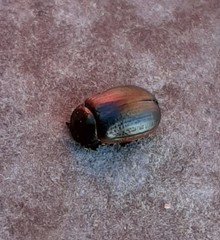 Chrysolina marginata