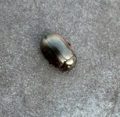 Chrysolina marginata