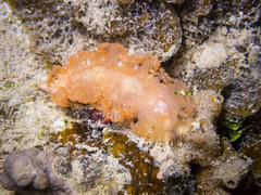 Tritoniopsis elegans