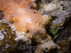 Tritoniopsis elegans