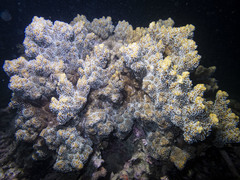 Montipora hispida