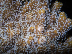 Montipora hispida