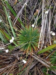 Paepalanthus