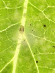 Tetranychus urticae