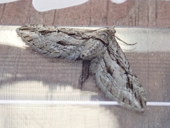 Eupithecia phoeniceata
