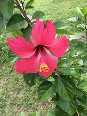 Hibiscus rosa-sinensis
