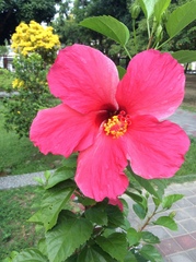 Hibiscus rosa-sinensis