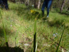 Lomandra densiflora