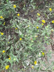 Pulicaria paludosa