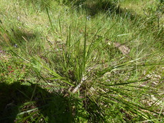 Lomandra densiflora