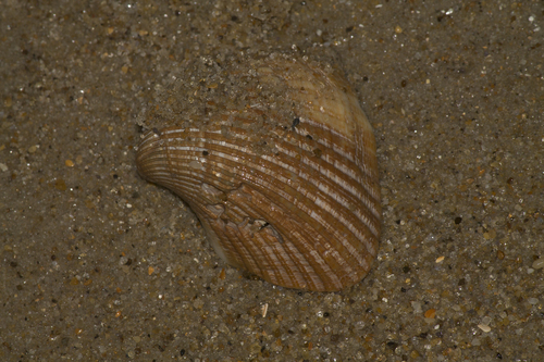 Noetia ponderosa