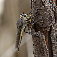 Pararatus ricardoae