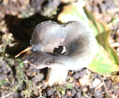 Russula parazurea