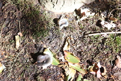 Russula parazurea