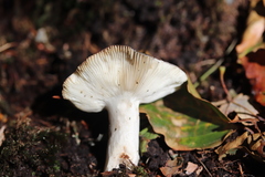 Russula parazurea