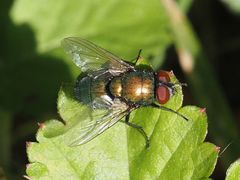 Lucilia