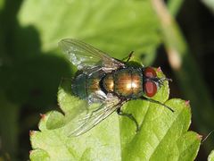 Lucilia