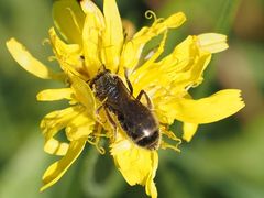 Halictus