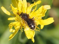 Halictus