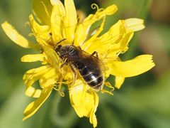 Halictus