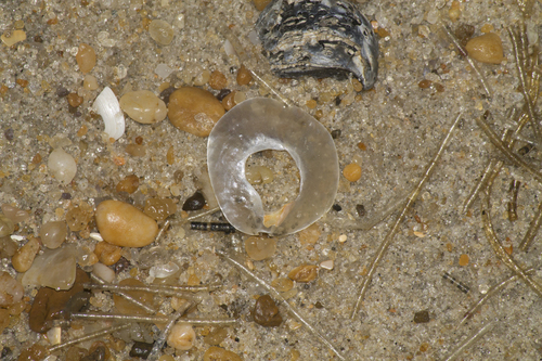 Anomia simplex