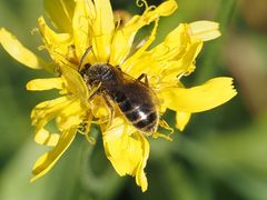 Halictus