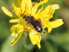 Halictus