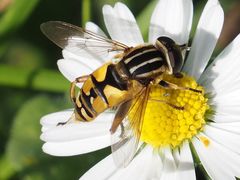 Helophilus pendulus