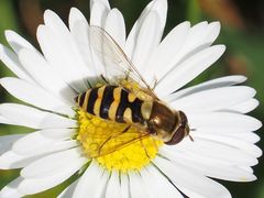 Syrphus vitripennis