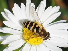 Syrphus vitripennis