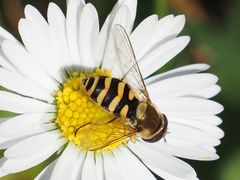 Syrphus vitripennis