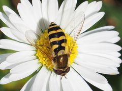 Syrphus vitripennis