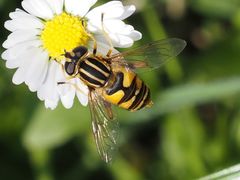 Helophilus pendulus