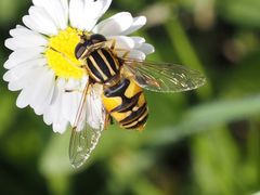 Helophilus pendulus